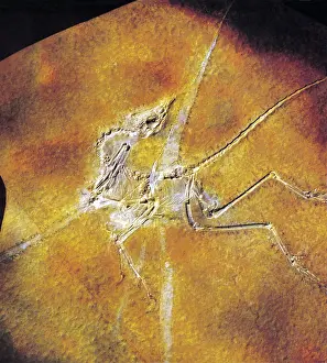 Paleontology Prints: Archaeopteryx lithographica