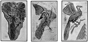 More Science & Medical Prints: Archaeopteryx, Primordial Bird