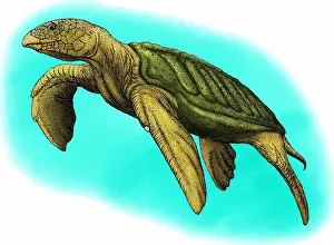 Extinct Prints: Archelon