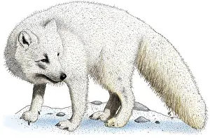 Tundra Prints: Arctic Fox