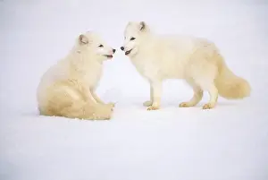 White Prints: Arctic Fox