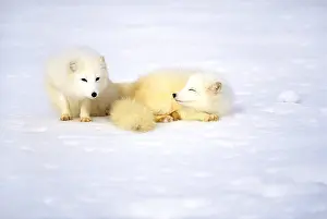 Cold Prints: Arctic fox