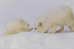 Cold Prints: Arctic Foxes