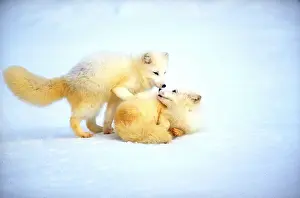 Misc 2 Prints: Arctic foxes at play