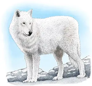 Tundra Prints: Arctic Wolf