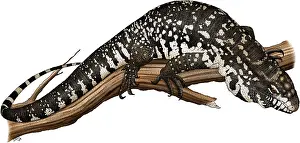 Argentina Prints: Argentine Giant Tegu