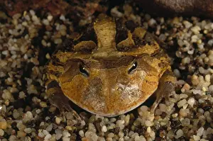 Frog Prints: Argentine Horned Frog