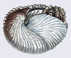 Monster Prints: Argonaut or Paper Nautilus