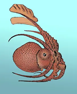 Malacology Prints: Argonauta argo, Pelagic Octopus