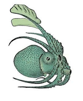Malacology Prints: Argonauta argo, Pelagic Octopus
