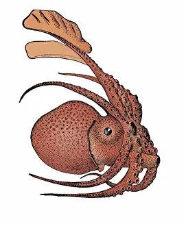 Argonauta argo, Pelagic Octopus