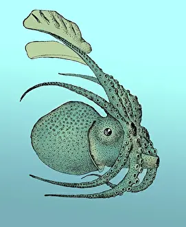 Malacology Prints: Argonauta argo, Pelagic Octopus