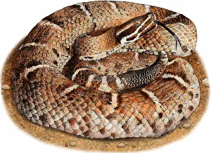 Arizona Prints: Arizona ridge-nosed rattlesnake
