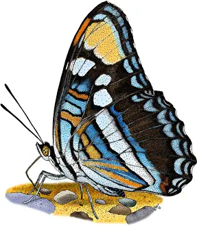Arizona Prints: Arizona Sister Butterfly