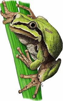 State Prints: Arizona tree frog