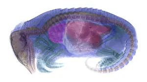 Armadillo Prints: Armadillo, X-ray
