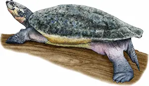 River Prints: Arrau River Turtle