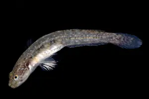 California Prints: Arrow Goby