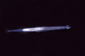 Arrow Prints: Arrow Worm