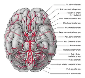Diagram Prints: Arteries of the Brain, Illustration