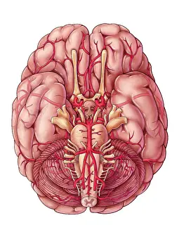 Diagram Prints: Arteries of the Brain, Illustration