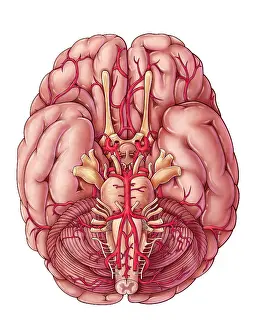 Diagram Prints: Arteries of the Brain, Illustration
