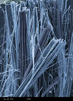 Nature, History, Science Prints: Asbestos, under a microscope (SEM)