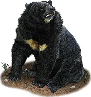 Bear Prints: Asian Black Bear, Illustration