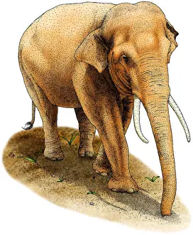 Elephants Prints: Asian Elephant