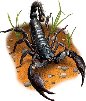 Arachnid Prints: Asian forest scorpion
