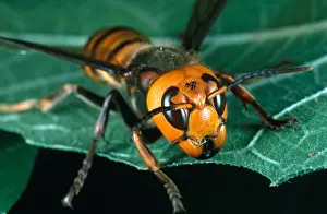 Shot Prints: Asian Giant Hornet