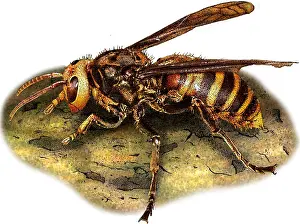 Insect Prints: Asian Giant Hornet