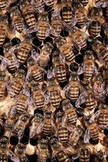 Worker Prints: Asian Honeybees