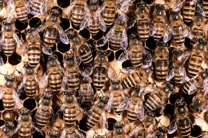 East Prints: Asian Honeybees