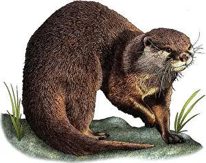 Small Prints: Asian small clawed otter