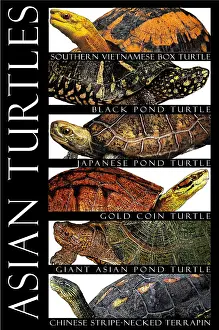 Turtle Prints: Asian Turtles, Poster
