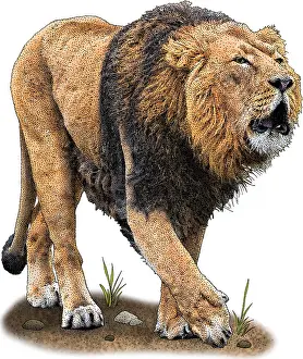 Animals Prints: Asiatic Lion
