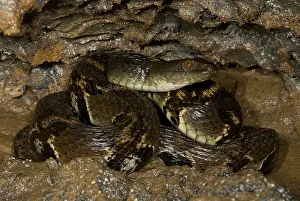 China Prints: Asiatic Water Snake