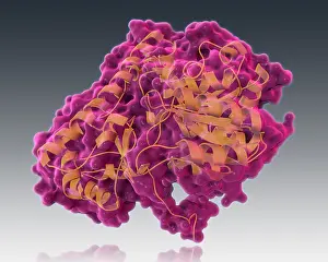 Enzyme Prints: Aspartate Transaminase, Molecular Model