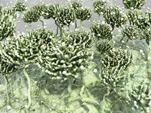 Generated Prints: Aspergillus mold, artwork