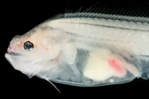 Eels Prints: Assfish (Bassozetus sp.)