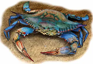 Seafood Prints: Atlantic blue crab