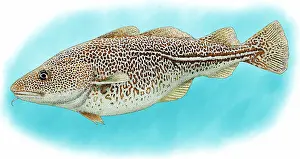 Atlantic Prints: Atlantic Cod