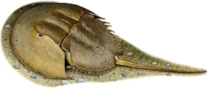 Atlantic Prints: Atlantic Horseshoe Crab