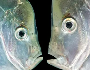 Moon Prints: Atlantic Moonfish (Selene setapinnis)