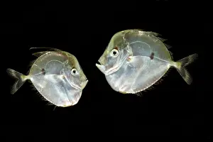 Moon Prints: Atlantic Moonfish (Selene setapinnis)