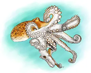Cephalopod Prints: Atlantic Octopus