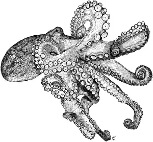 Cephalopod Prints: Atlantic Octopus