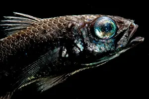 Atlantic Prints: Atlantic Pelagic Basslet