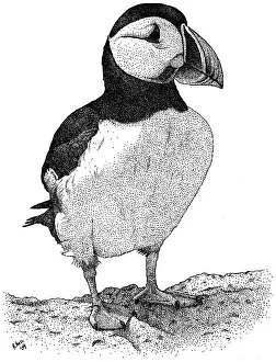 Atlantic Prints: Atlantic Puffin